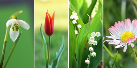 Collage of four springtime flowers  1  snowdrop closeup, 2  little red tulip, 3  lily of the valley,...