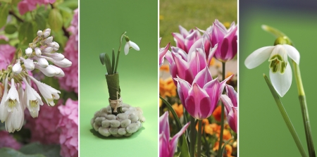 Collage springtime flowers in shades of green and pink  1  hydrangea and funkie, 2  little vase with...