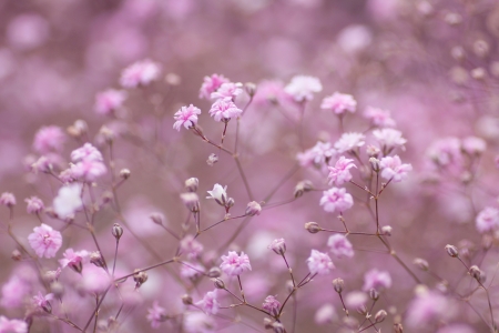 light pink floral of gypsophila paniculata, baby´s breathの写真素材