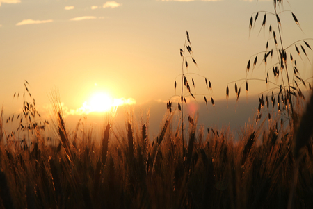 Silhouette corn field at sundown, beautiful scenery with oat and barley ears against sunset skyの写真素材