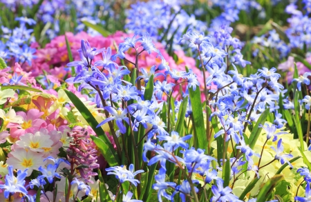 Springlike flower bed with cowslip, primula and scilla, pastel colored の写真素材