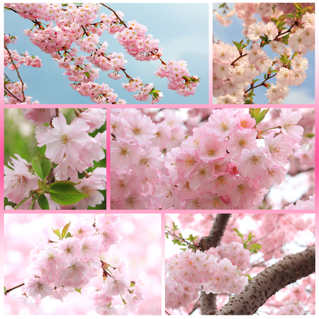 Collage - light pink japanese cherry tree with blossoms at springtimeの写真素材