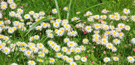 Garden lawn, blotched with daisy flowers の写真素材
