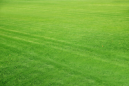 Mowed football ground, green lawn background