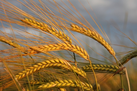 Golden barley ears against dramatic clouds, ready for harvestingの写真素材