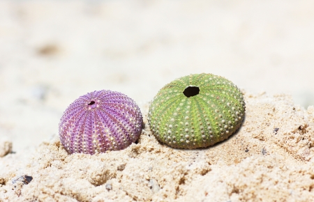 green and purple see urchin at the sandy beachの写真素材