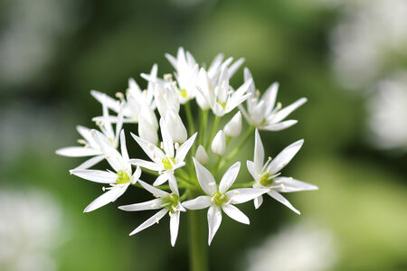 one bears garlic flower in the garden, allium ursinum