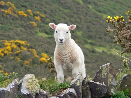 little cuddly lamb, countryside south englandの写真素材