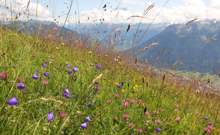 alpine flower meadow with bell flowers pink clover and grass against mountainous landscape の写真素材