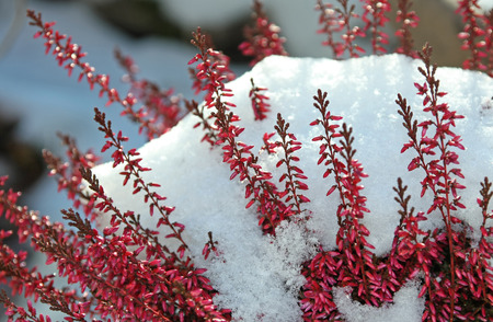 blooming calluna vulgaris with snow coverの写真素材