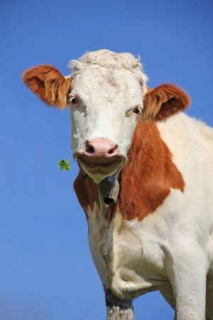 brown and white checkered lucky cow with a four leaf clover, against blue skyの写真素材