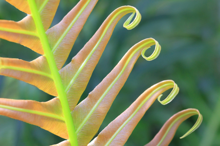 Fern room plant with rolled up leaves 