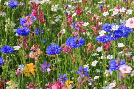 Beautiful wildflower meadow in vivid colorsの写真素材