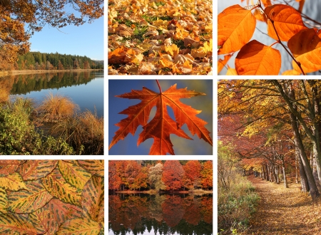 Collage of autumnal leaves and landscape の写真素材
