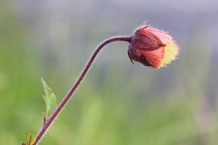 closeup of marsh plant, geum rivale の写真素材