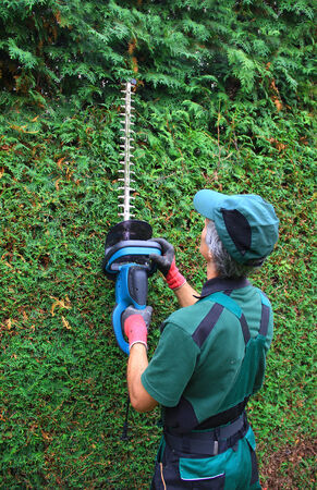 gardener cutting thuja hedge with hedge clippers  back view の写真素材
