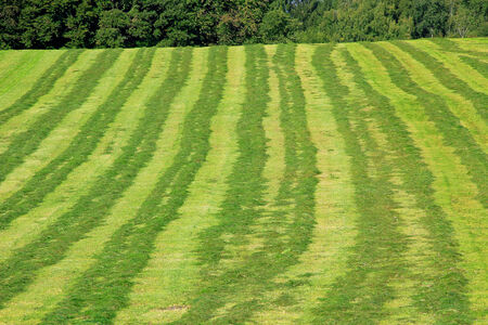 mowed hay field with rows の写真素材
