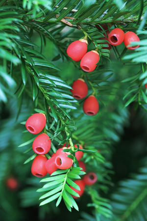 Branch of yew tree with toxic berries, christmas decorationの写真素材