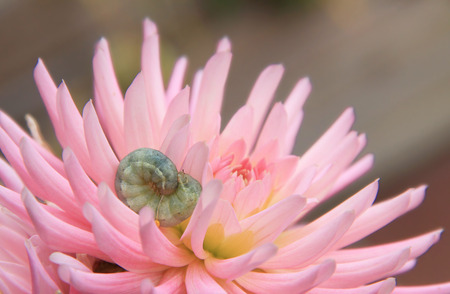 Light pink dahlia flower with canker wormの写真素材