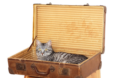 travelling with pet - tomcat in a suitcase, ready for journeyの写真素材