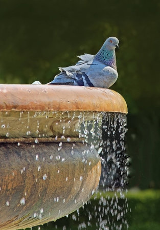 pigeon sitting on a fountain with fresh waterの写真素材