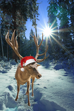 Deer with santa claus hat in the forest, christmas tale の写真素材