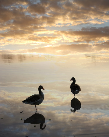  a couple of ducks in the water, tranquil sunset scenery with water reflectionの写真素材
