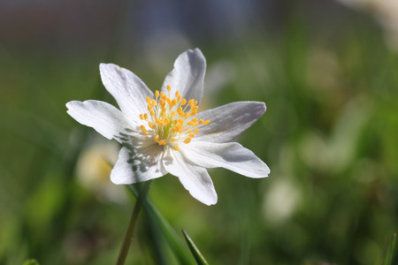 white anemone wildflower in the woods, at springtimeの写真素材