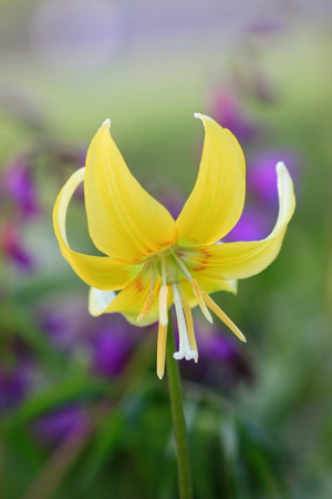 one yellow wild lily - erythroniumの写真素材
