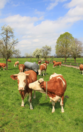 german fleckvieh, pasture with milkers and blooming cherry treeの写真素材