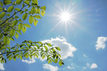 fresh beech leaves and cloudy blue sky with bright sunshine