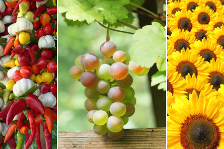 Triple thanksgiving - rose grape, sunflowers, mediterranean vegetable braidの写真素材