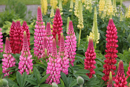 flowerbed with lupinus polyphyllus, pink yellow and red coloredの写真素材