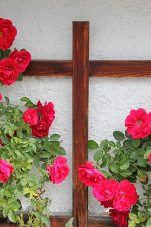 rambler rose bush and wooden cross, easter or sympathy card designの写真素材