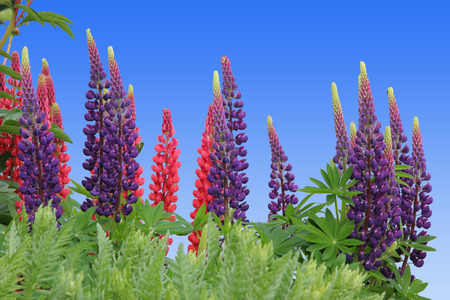 beautiful red and purple lupinas, against clear blue skyの写真素材