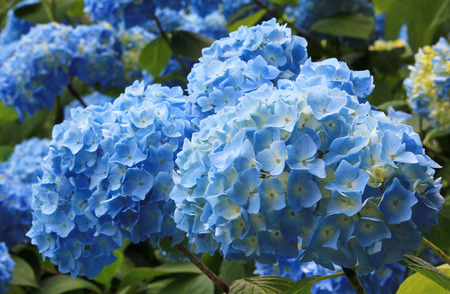 light blue hydrangea flowers in the garden, full bloomの写真素材