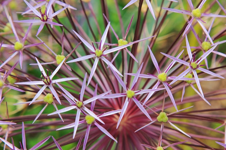 macro of allium cristophii bloomの写真素材