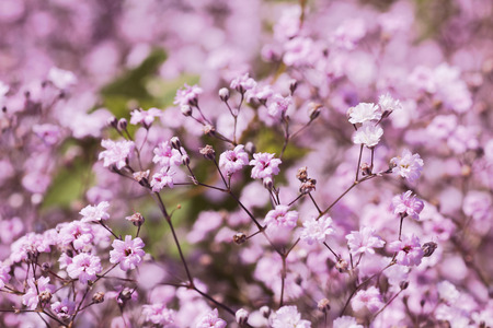 light pink gypsophila, babys breathの写真素材