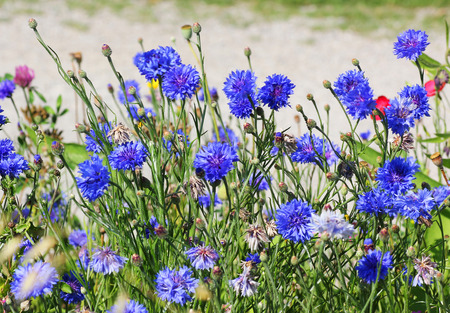 meadow with wild cornflowersの写真素材