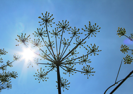 caraway - carum carvi, against bright blue sky