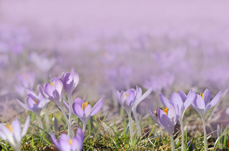 crocus meadow, spring like backgroundの写真素材