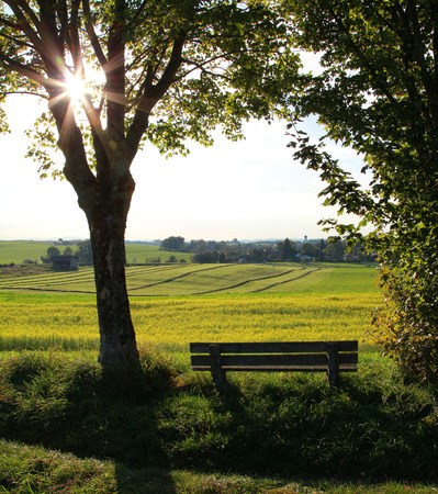 bench in rural landscape, bright sunshine in the eveningの写真素材