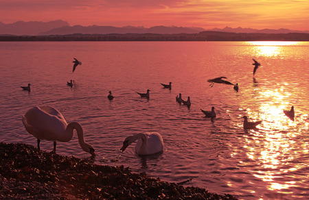 sunset scenery at Starnberg lake with mountain range and group of seagulls and swansの写真素材
