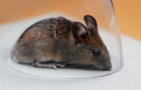 little brown field mouse, catched in a glassの写真素材