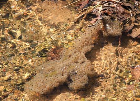 frog spawn in a clear brook