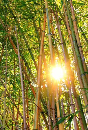 illuminated bamboo forest with bright sunshineの写真素材