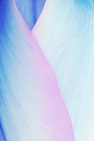 pastel colored tulip petals, soft floral background blue and pink colorsの写真素材