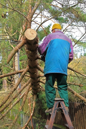 senior cutting down a fallen tree, after storm