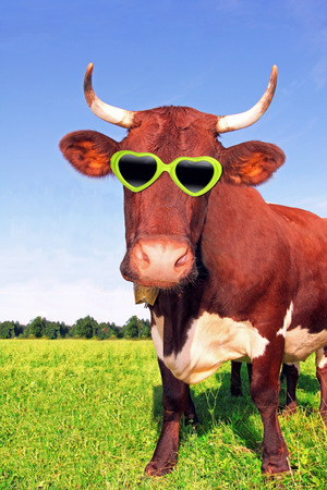 funny cow with green spectacle, on the meadowの写真素材