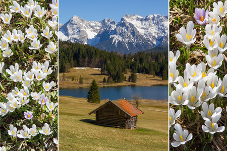 collage alpine landscape and white early spring crocusの写真素材